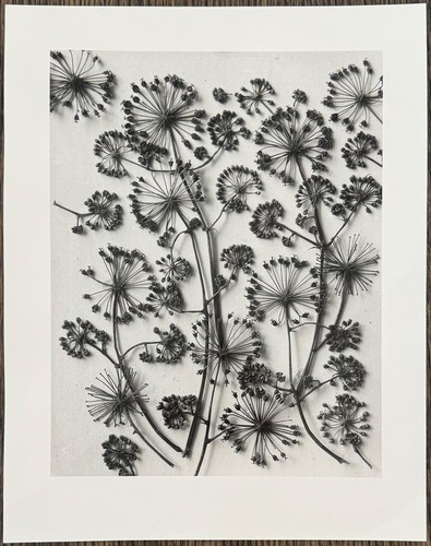 Karl blossfeldt kalifornische - blossfeldt,,