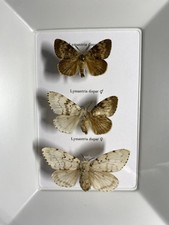 Schmetterlinge Sammlung