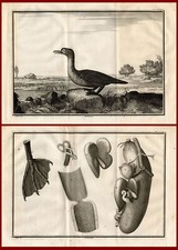 2 antike Drucke - KORMORAN -