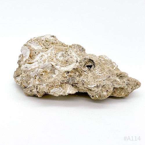 Versteinerte muschelbank - versteinerte,