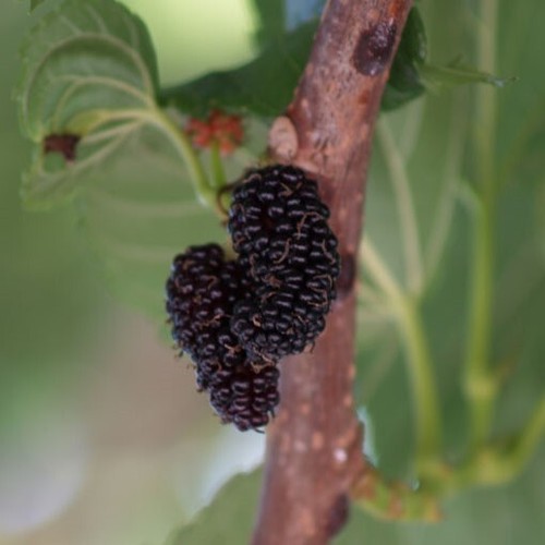 Schwarze maulbeere - schwarze,