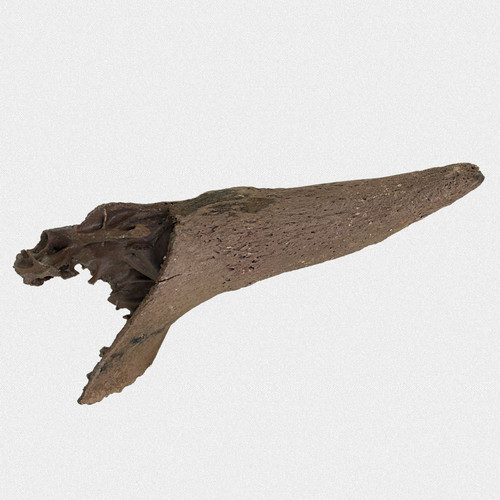 Fossil hornzapfen steppenbison - fossil,
