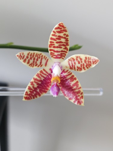Phal corningiana fasciata - phal.,