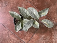 Hoya Argentea Princess 