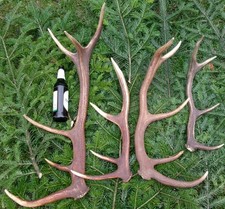 4 Abwurfstangen Hirschgeweih Rothirsch Geweih Dekoration