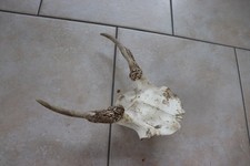 Hirsch Geweih Spießergeweih Hirschspießer Damhirsch