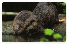 TK Telefonkarte, P 21 11.99