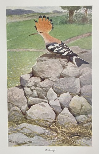 Originaldruck fauna wiedehopf - originaldruck, fauna: