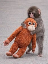 66cm | large PUNCH monkey |