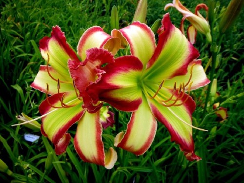 Taglilie daylily - taglilie,,