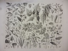 Orig. Stahlstich: Pflanzen -