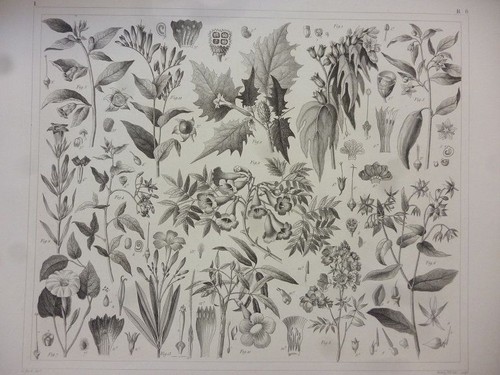 Orig stahlstich pflanzen - orig.,