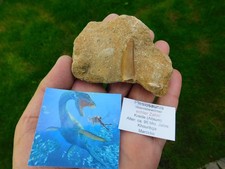 schöner Zahn vom Plesiosaurus aus Marokko
