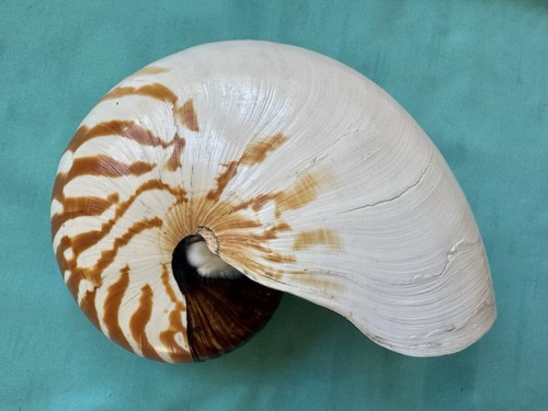 Große meeresmuschel nautilus - meeresmuschel,