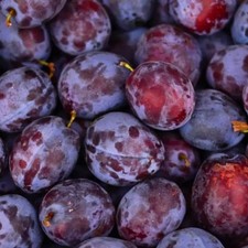 Pflaumenbaum Krasnaja