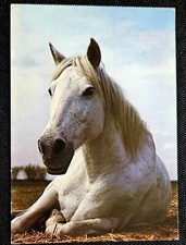 Pferdepostkarte, AK Pferde