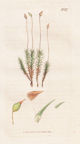 Polytrichum gracile moose - polytrichum,