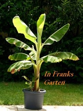 Essbanane, Musa acuminata