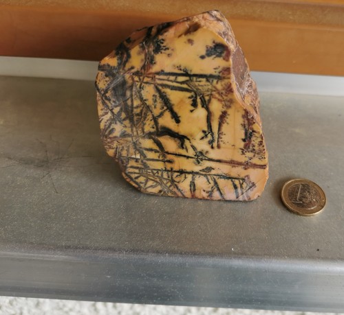 Versteinertes holz - versteinertes,
