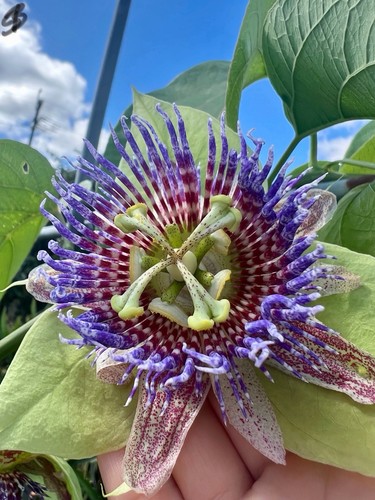Passiflora maliformis samen - maliformis,