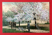 AK COSSEBAUDE bei Dresden 1907