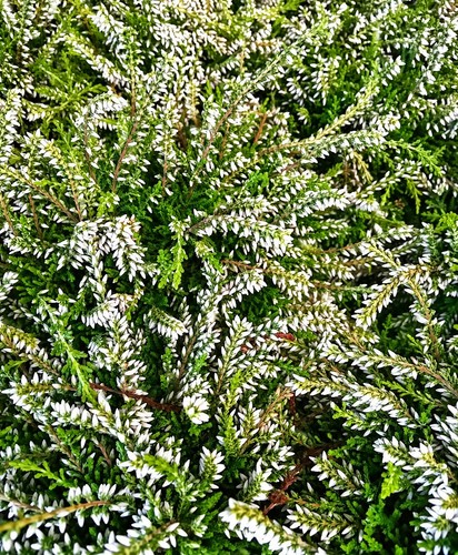 Stück knospenheide calluna - 10,