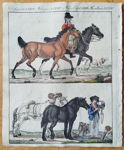 Pferd england frankreich - england,