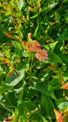 Wunderblume mirabilis jalapa - wunderblume,