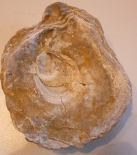 ?Große Muschel, Auster  Jura Frankreich  (Y564) Schau Mal + Lesen !??