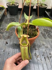 Nepenthes LVB X Veitchii