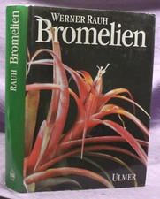Rauh bromelien tillandsien - rauh,