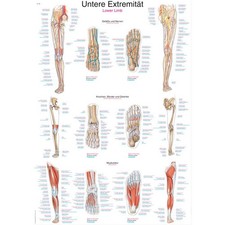 Erler Zimmer anatomische Lehrtafel, Untere Extremität, Lehrmittel, 2 Größen
