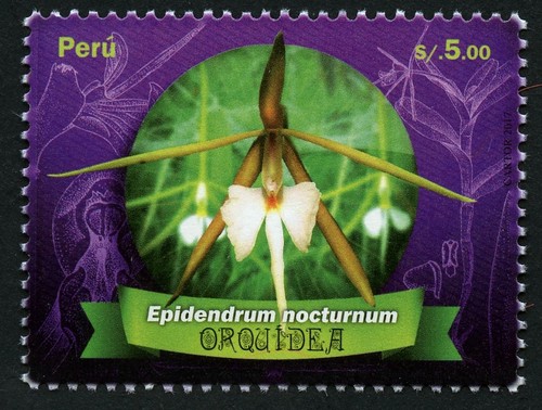 Peru 2017 orchidee blume - orchidee,