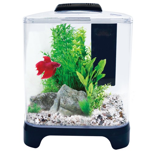 Betta aquarium aqua - aqua, pico