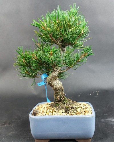 Bonsai mädchenkiefer pinus - -,