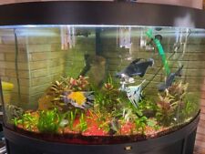 Juwel Aquarium 350 L, kompl., Fische, Eheim mit Heizung ,Unterschrank ,NP 2300 €