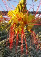 Gelber Paradiesvogel - Caesalpinia gilliesii - 15 frische Samen