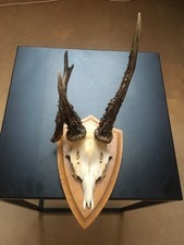 Knickbruch Rehbock Geweih Jagdtrophäe Rehgeweih Gehörn Tierpräparat ausgestopft