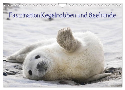 Faszination kegelrobben und - faszination,