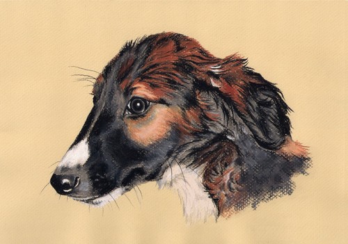 Windhund levrier barsoi - , *