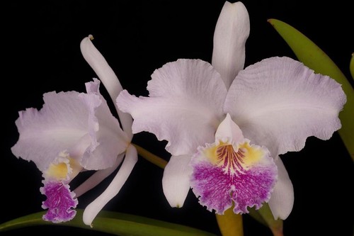 Cattleya lueddemanniana - , f