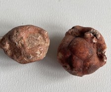 Neoplatycrinus dilatatus