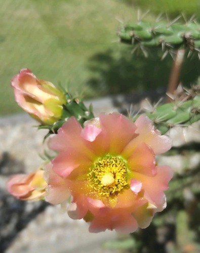 Cylindropuntia imbricata