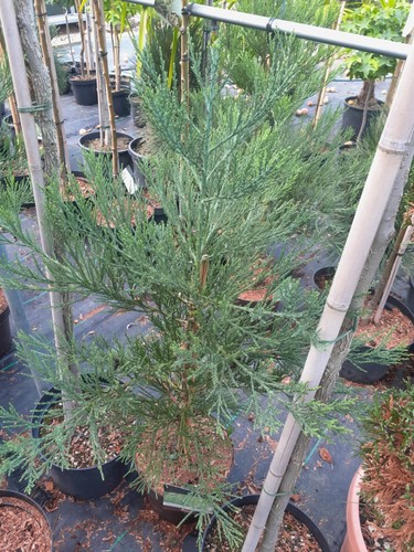 Sequoiadendron giganteum