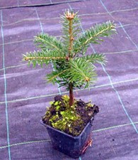 10 x Nordmanntanne - Abies nordmanniana im  Topf 12-18 cm