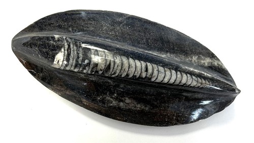 Fm0258 natürlicher orthoceras - fm0258,