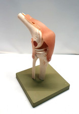 Br) SOMSO Modell Kniegelenk Funktionsmodell Schulmodell