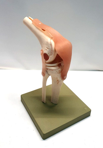 Somso modell kniegelenk - br),