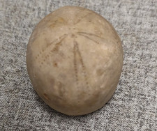 versteinerter Seeigel 260