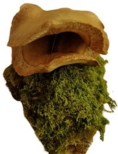 Froschmaulschote auf